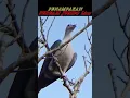 Download Lagu PERGAM JUMBO ASLI KALIMANTAN#shorts