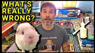 The BIG MISTAKE With Guinea Pig Pain Medication