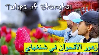 Download Spring in SHANGHAI I الزهور في شنغهاي MP3