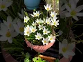 Download Lagu Rain Lily flower plants kaise lagaye#shorts #ytshots #shortsvideo