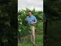 From Bloom to Bottle - 1 with Mighty Muscadine VP Brock Agee