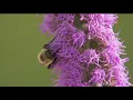 Pollen allergies spiking in Minnesota I KMSP FOX 9