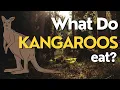 What Do Kangaroos Eat Exploring the Diet of Australia s Iconic Marsupial