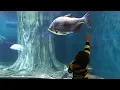 Download Lagu Seru, Liburan ke Aquaria KLCC Malaysia - Ada Hiu, Belut, Ikan Pari, Kura-kura dan banyak lagi...
