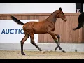 ESTRELLA 111 Z dam SUBLIME 111 IN FOAL TO EMERALD Foal Auction 111 - The EXCLUSIVE FILLY EDITION