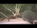 Monsoon storm leaves behind damage in Goodyear