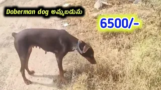 63010 57152 good quality Doberman dog for sale in telugu Aj pets