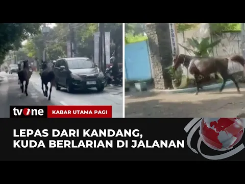 Ngeri! Tiga Ekor Kuda Lepas dari Kandang, Kabur hingga ke Jalan Raya