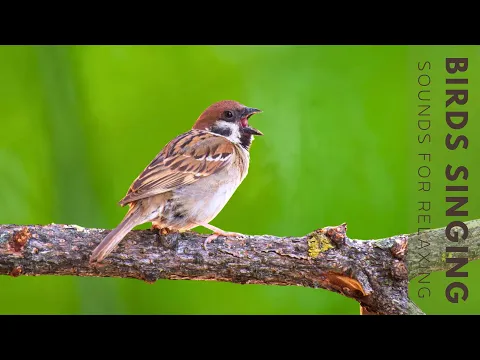 Download MP3 Birds Chirping - Bird Songs Healing For The Heart, Calms The Nervous System And Pleases The Mind