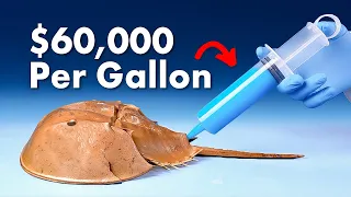 Why Is Horseshoe Crab Blood So Expensive?