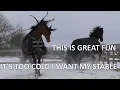 Friesian horses are used to cold weather but Arabians get very GRUMPY