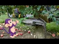 Curious Tots How Apple Juice is Made Fun educational documentary s for toddlers kids
