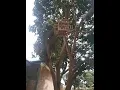 Download Lagu Mikat sirtu || di depan rumah pakai kandang jebak || terlalu cepat poin #shorts