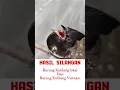 Download Lagu burung kutilang langka #kutilangisiankacer #kutilang #kutilanggacor #burung #kicaumania #birds