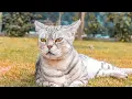 Download Lagu Katzen und ihr Onkel Charly im seinem Luxus XXL Apartment