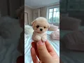 Download Lagu Cute mini puppy