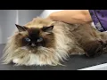 Download Lagu The Angriest Sweetheart I've Ever Groomed | Ragdoll Cat