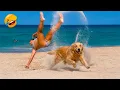 Funniest Animal s 2026 When Animals Decide Normal Is Not an Option
