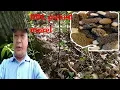 2022 MN morel mushroom hunt 2022 MN de nceb tsog