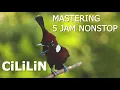 Download Lagu Mastering suara CILiLin durasi 5 jam rapat