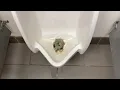 3 682 Petco Men s Restroom