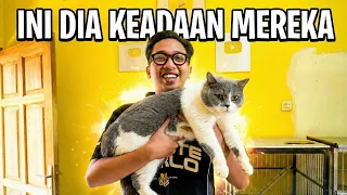 INI DIA KEADAAN KUCING KUCING KU