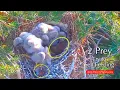 Download Lagu #126🦃🐥15°🐥15°🐥15°🐥15°／Avila🇪🇸Kestrel Nest 2025／ Powerd by DIRECTO NATURA