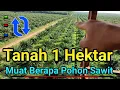 Download Lagu tanah 1 hektar berapa isi pohon sawit