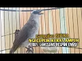 Download Lagu Trucuk BETINA memanggil Jantan Suara Birahi Ngecuplik 100% pancingan trucukan gacor agar BUNYI EMOSI