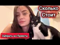 Download Lagu Как Мы Забрали Наташу из Приюта. Сколько Стоит Забрать Питомца?