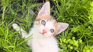 These Rescued Kittens Are Too Funny! 😂🐱 Their Playtime Is Pure Chaos! ❤️