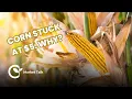 Corn Stuck at 5 Despite Tighter Balance Sheet
