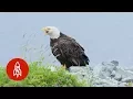Download The Alaskan Town FULL of Bald Eagles mp4 3gp mp3 videos - waplic
