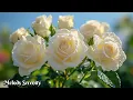 Download Lagu Великолепная, мощная музыка для души🌺 Сборник лучших мелодий🌿Сергей Грищук