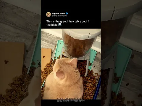 Cat found the infinite kibble glitch 😭