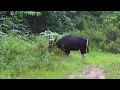 Download Lagu Borneo-Banteng.
