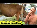 Download Lagu SAPI BABONKU BUNTING TUA TINGGAL NUGGU WAKTU YANG TEPAT✔️