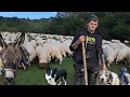 Download Lagu Raul un tânăr care a renunțat la banii străinilor de dragul oilor și a ciobăniei