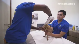 We follow SPCA s rescue team for a day
