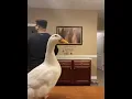 Twerking duck tho?