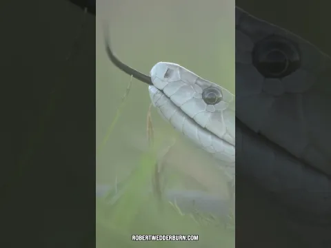 This Is Why The Black Mamba Is Legend!