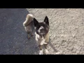 oct2016dogs