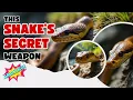 Woma Python The Friendliest Snake You ve Never Heard Of