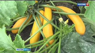 В Омске настоящий кабачковый бум