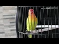 Download Lagu Pancingan Lovebird males bunyi dan untuk Lovebird fikter atau konslet pasti Lovebird ada akan nyaud