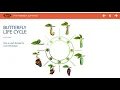 ELearning example - Click and reveal interaction on butterflies