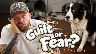 Can Your Dog Feel Guilt?
