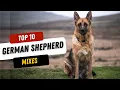 Top 15 Incredible German Shepherd Mixes You Need to See