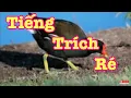 Tiếng trích ré quốc biển mở lên bổi đá liền