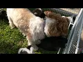 Shih Tzu Puppies Sale in Naperville IL